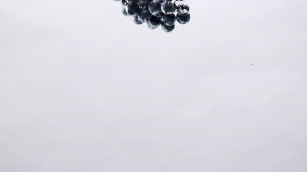Black grape falls into water in aquarium on a white background, design concept — 图库视频影像
