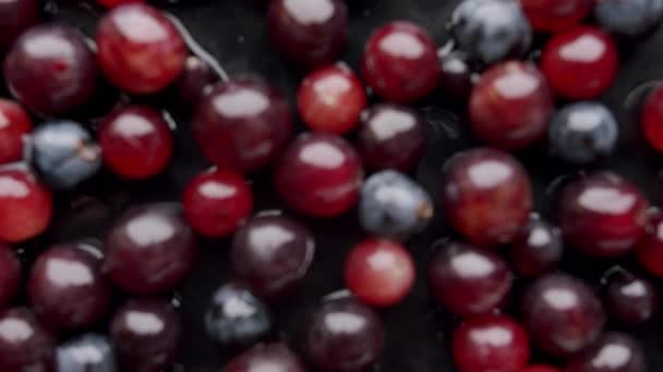 Reife blaue, schwarze, rote Trauben springen auf und fallen auf einen schwarzen Hintergrund mit Wasser — Stockvideo