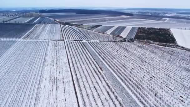 Drone vista del viñedo en invierno, campos de diferentes culturas en la nieve — Vídeos de Stock
