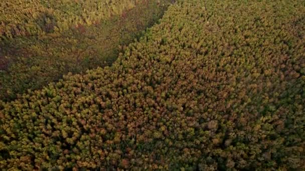 Letecký pohled na zničený les v Evropě, les při západu slunce na podzim — Stock video