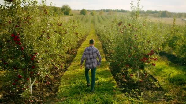 O agricultor caminha no meio do pomar de maçãs com maçãs frescas e maduras — Vídeo de Stock