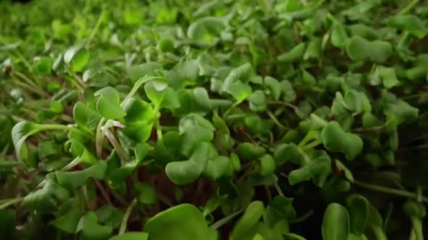 Greenhouse of microgreen, Farm products, healthy nutrition. Organic food. — Stockvideo