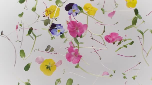 Beauty Yellow, Pink Flowers with leafs jump in air. Organic Food, Floral Concept — Stock video