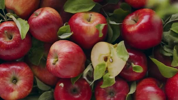 Delicious red natural apples with many leaves falling from above. Ripe Apples. — Vídeo de Stock