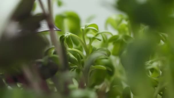 Organic food with microgreen, Farm products, healthy nutrition green plants. — Vídeo de Stock