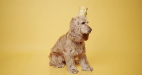 Английский кокер-спаниель сидит и позирует с золотой короной на желтом фоне — стоковое видео