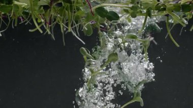 Yapraklı organik yiyecekler. Suyun içinde mikroçimler. sağlıklı beslenme. 