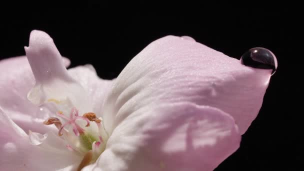 Skönhet rosa blomma med droppe vatten på svart bakgrund, Macro Floral Concept — Stockvideo