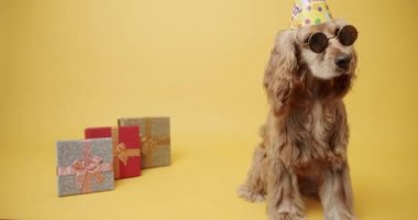 İngiliz Cocker Spaniel Şapka Giyme Partisi ve Sarı Arkaplanda Bir Çok Hediye