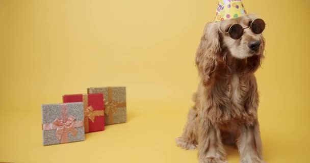 Inglés Cocker Spaniel Usando sombrero de fiesta y muchos regalos en un fondo amarillo — Vídeos de Stock