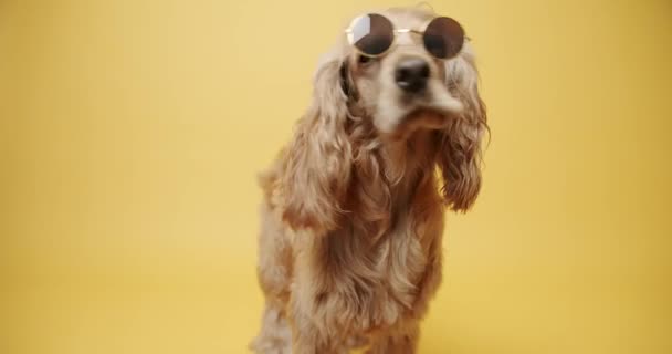 English Cocker Spaniel with sunglasses poses on a yellow background, Funny Pet — Stock Video