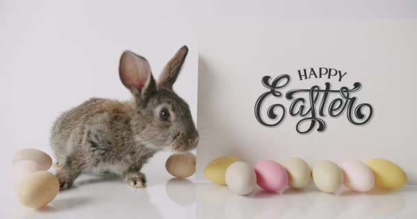 Маленький сірий кролик грає на білому фоні. напис "Щаслива велич". — стокове відео