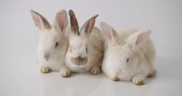 三只漂亮的兔子在白色的背景上，在镜头前摆姿势。复活节快乐. — 图库视频影像