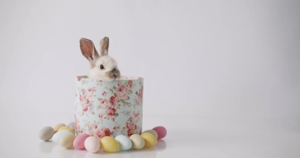 Милий кролик виходить з подарункової коробки на білому фоні. Щасливого Великодня. — стокове відео