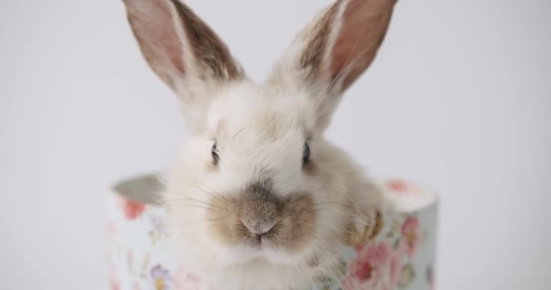 ギフトボックスの白い背景にかわいいウサギがポーズをとっています。ハッピーイースター. — ストック動画