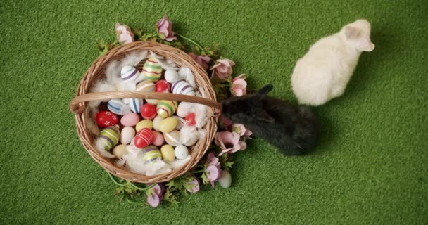 黒と白のウサギはバスケットで緑の草の背景で遊ぶ。ハッピーイースター — ストック動画
