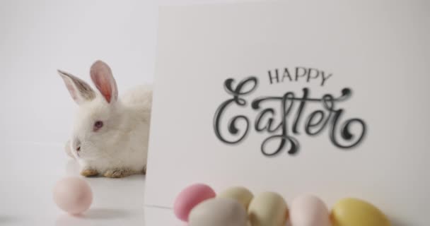 En liten vit kanin leker med många ägg. inskription Glad påsk. — Stockvideo