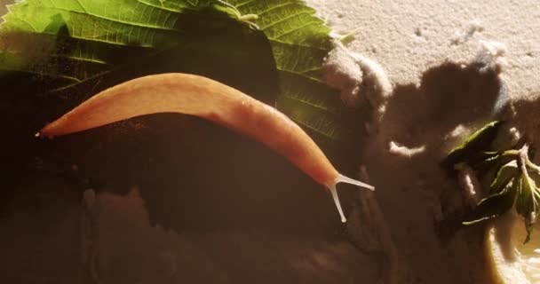 Бездомний коричневий равлик, який повільно повзе на пісок, і натуральне листя — стокове відео