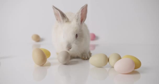 Little White Rabbit op een witte achtergrond met veel eieren. Vrolijk Pasen. — Stockvideo