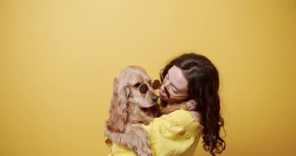 English Cocker Spaniel with a sunglasses posing with a woman in studio. — Stock Video