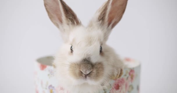 Close up Um pequeno coelhinho bonito posa sobre um fundo branco. Feliz Páscoa. — Vídeo de Stock