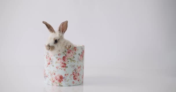 Um coelhinho bonito posa em um fundo branco em uma caixa de presente. Feliz Páscoa. — Vídeo de Stock