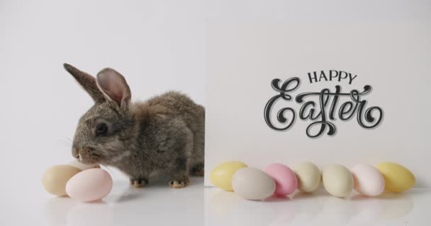 En liten grå kanin leker med många ägg. inskription Glad påsk. — Stockvideo