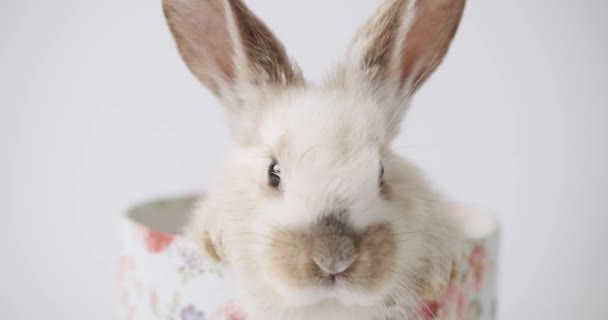 Close Up A cute little head bunny pozuje na białym tle. Wesołych Świąt. — Wideo stockowe