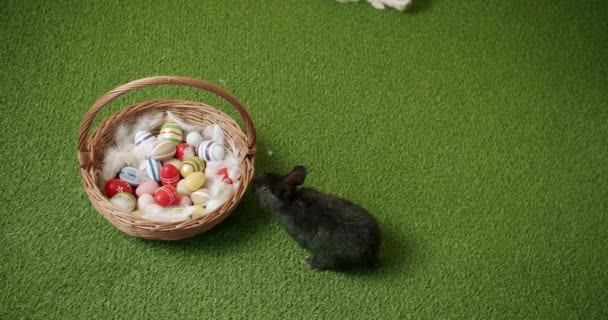 黒ウサギはバスケットと卵と緑の草の背景で遊ぶ。ハッピーイースター. — ストック動画