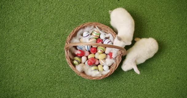 Veel witte konijnen spelen op groene gras achtergrond met mand. Vrolijk Pasen — Stockvideo