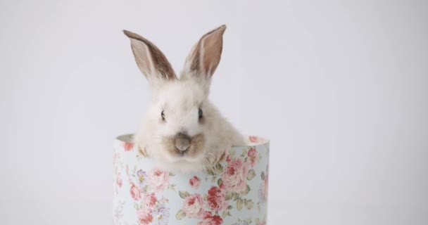 Słodki króliczek pozuje na białym tle w pudełku z prezentami. Wesołych Świąt. — Wideo stockowe