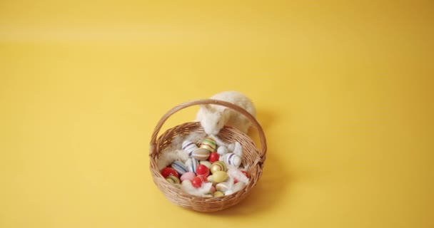 White rabbit on a yellow isolated background plays with a basket and eggs — Stock Video