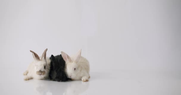 Tre bellissimi coniglietti su uno sfondo bianco in posa davanti alla telecamera. Buona Pasqua. — Video Stock