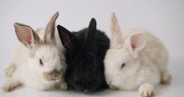 Tre vackra kaniner På en vit bakgrund poserar vid kameran. Glad påsk. — Stockvideo