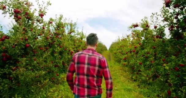 신선하고 잘 익은 사과를 가지고 사과 과수원 한 가운데를 걷고 있는 농부 — 비디오