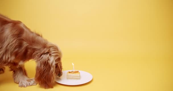 El cocker spaniel inglés come un pastel de velas sobre un fondo amarillo. Cumpleaños de perros. — Vídeo de stock