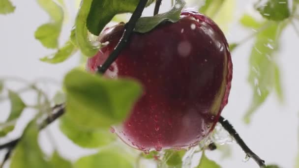 신선하고 잘 익은 사과를 나무에 가까이 두라. 천천히 움직 이는 사과 위에 물방울을 떨어뜨린다 — 비디오