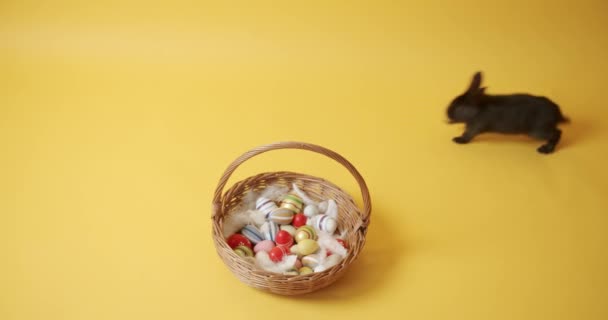 Czarny królik na żółtym, izolowanym tle bawi się koszem i jajkami — Wideo stockowe