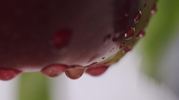 Feche maçãs frescas e maduras da árvore. gotejamento de água na maçã em câmera lenta — Vídeo de Stock
