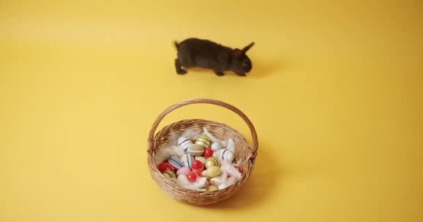 Schwarzes Kaninchen auf gelbem Hintergrund spielt mit einem Korb und Eiern — Stockvideo