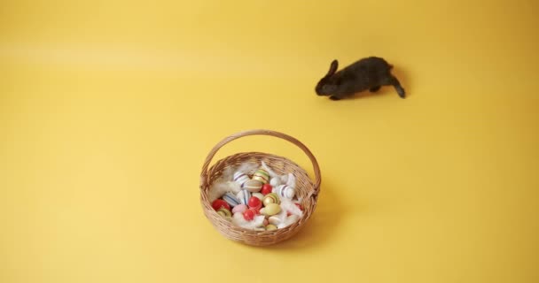 Black rabbit on a yellow isolated background plays with a basket and eggs — Stock Video