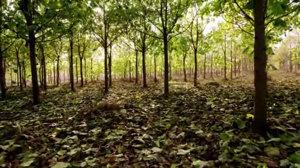 Vlieg een drone in het bos van Paulownia boom met bladeren op de grond — Stockvideo
