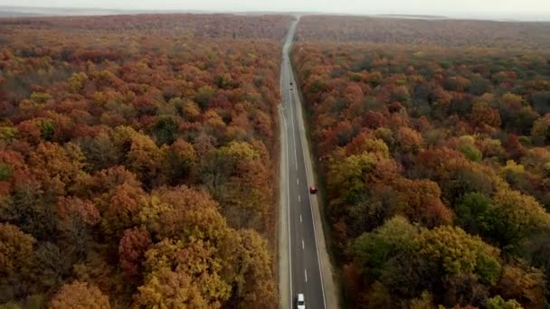 Φθινοπωρινό τοπίο ενός όμορφου δάσους Ευθεία ασφαλτοστρωμένος δρόμος με αυτοκίνητα που κινούνται — Αρχείο Βίντεο