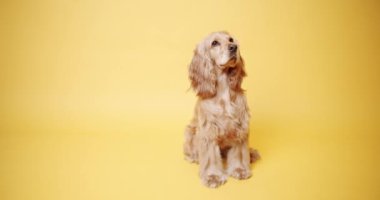 İngiliz Cocker Spaniel Sarı Arkaplanda kameraya bakıyor