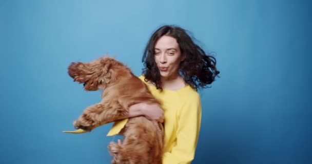 Funny English Cocker Spaniel posing with a woman in studio. Is playing happy. — Stock Video