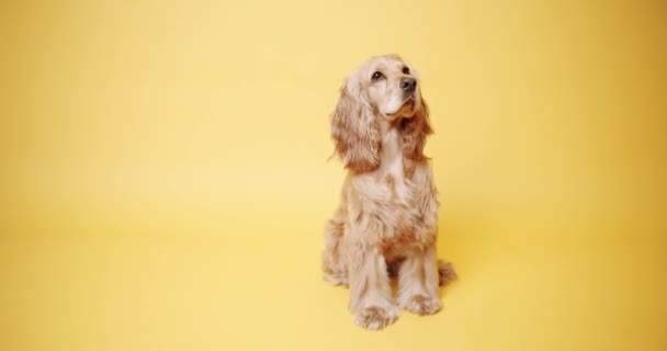 Inglês Cocker Spaniel olhando para a câmera em um fundo amarelo — Vídeo de Stock