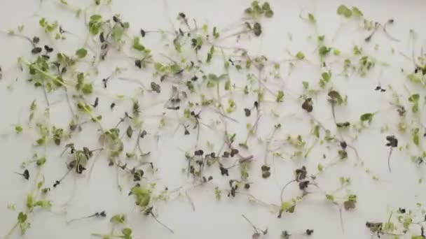 Organická zeleň skákat a létat, natočené na bílém pozadí. Zdravá výživa. — Stock video