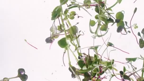 Microgreens in water. healthy nutrition. Organic food with many leafs. — Stock Video