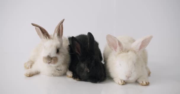 Três lindos coelhos em um fundo branco posando na câmera. Feliz Páscoa. — Vídeo de Stock