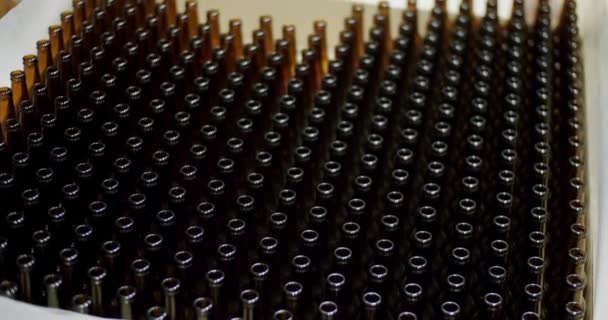 Čisté lahve od piva. Téma pivovaru. dopravníkový pás v továrně na lahve. — Stock video
